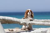 CAVALIER KING CHARLES 109